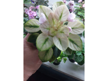 �-��������� �� �������� (�. ����������)