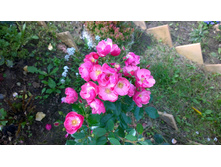 WP 20170914 09 55 55 Pro.jpg