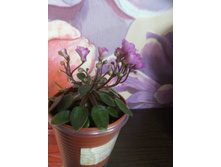 ��-������ ������