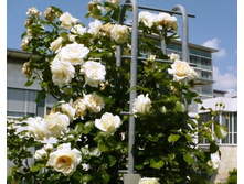 ���� ��������� ���� ����������� � �������  180�