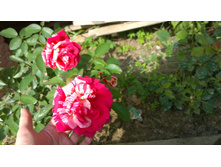 WP 20170914 10 05 45 Pro.jpg