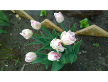 WP 20170521 16 17 27 Pro.jpg