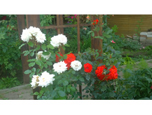 WP 20170730 10 42 34 Pro.jpg