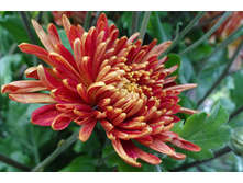 ��������� ���������� "��������� ����� "