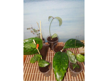 IMG 20171120 101349.jpg