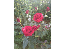 ���� �������