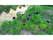 WP 20170527 09 53 57 Pro  highres.jpg