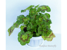 Boniface Butterfly 3.jpg