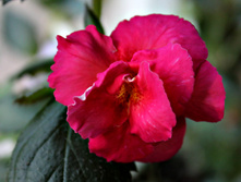 A.Ashcroft.jpg - 150 ���.