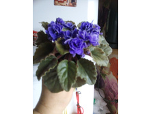 Ness' Crinkle Blue (D. Ness)