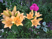 IMG 20170730 165456.jpg