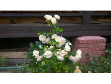 WP 20170709 12 37 36 Pro.jpg