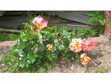 WP 20170630 11 55 40 Pro.jpg