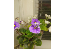 Cupie Doll. �����������: L. Egenites