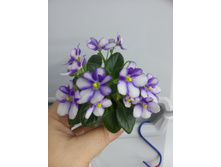 ������ ����� ������