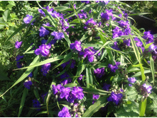 ������������ �������