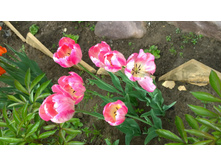 WP 20170527 09 46 23 Pro.jpg