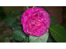 WP 20170803 19 55 11 Pro.jpg