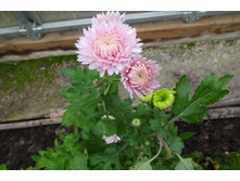 ��������� ���������� "������� ��� "