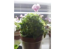 Goldilocks (���������), L.Ray