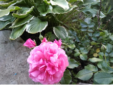 �������� �������