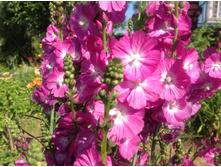 ��������� ����� ���