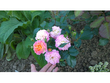 WP 20170716 18 45 16 Pro.jpg