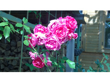 WP 20170820 09 52 39 Pro.jpg