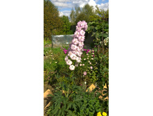 WP 20170914 14 28 58 Pro.jpg