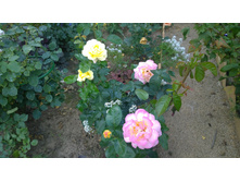 WP 20170811 16 32 10 Pro.jpg