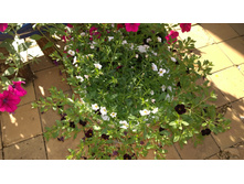 WP 20170806 16 19 17 Pro.jpg