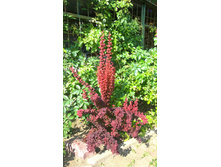 WP 20170820 09 44 20 Pro.jpg