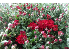 ��� ���  ������� ������ 4-5 �� ������ 40 �� �������� ��������