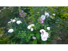 WP 20170728 20 23 50 Pro.jpg