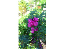 WP 20170820 09 41 27 Pro  highres.jpg