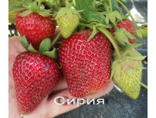 ��������� ����� ������-������� ���, 50���. (�������� 19��).jpg