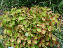 ������� ������� (Epimedium rubrum) 100�