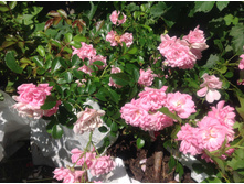 ���� �������������� �����