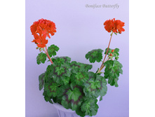 Boniface Butterfly 2.jpg