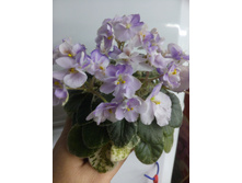 Toy Castle. �����������: S. Sorano