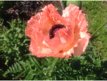 ��� ����� ���� ���