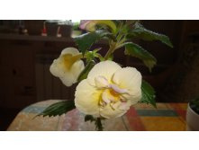 �������� Yellow Inglish Rose(2).JPG