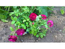 WP 20170820 09 48 18 Pro.jpg