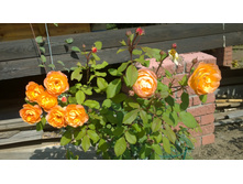 WP 20170820 09 39 28 Pro.jpg