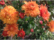 ���������� ���������