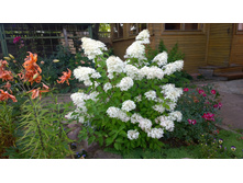 WP 20170819 14 47 14 Pro.jpg