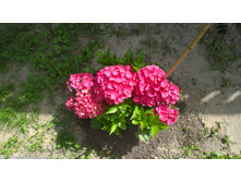 WP 20170630 12 48 08 Pro  highres.jpg