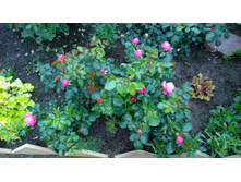 WP 20170709 10 28 14 Pro.jpg