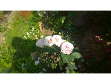 WP 20170820 09 41 11 Pro  highres.jpg