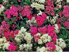 ������ (����)